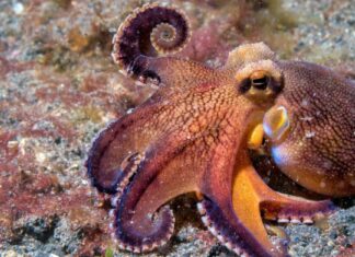 Watch the Moment This Octopus First Meets a Teddy Bear