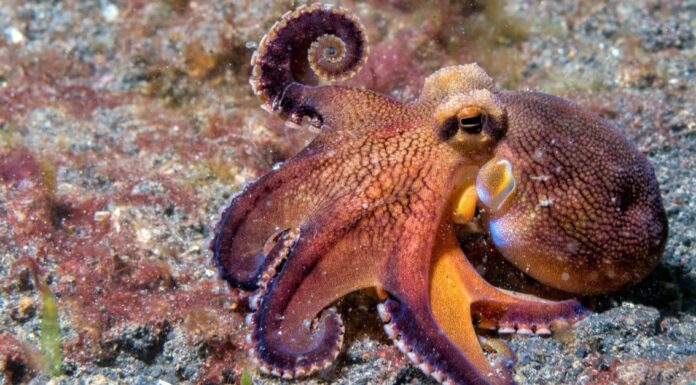 Watch the Moment This Octopus First Meets a Teddy Bear