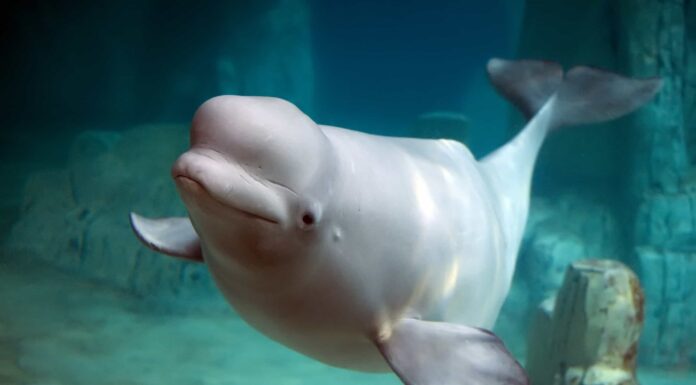 World’s Most Helpful Beluga Whale Retrieves Girl’s Phone From the Bottom of the Ocean