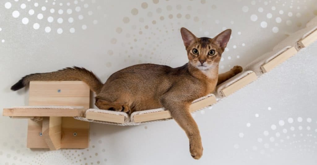Primo piano rubicondo del gatto abissino su una scala di legno, un palo, un'amaca