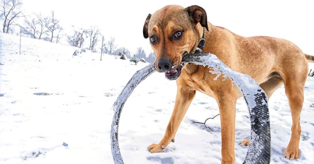 Cane di razza mista Boxweiler, Rottweiler e Boxer, vuole giocare sulla neve.