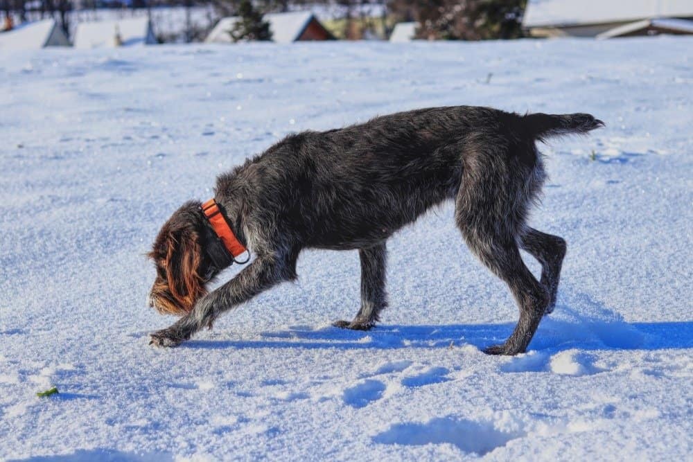 Cesky Fousek in cerca di tracce nella neve