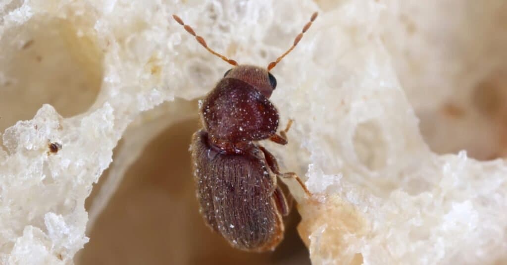 Lo scarabeo della farmacia Stegobium paniceum noto come scarabeo del pane o scarabeo dei biscotti è un parassita nelle case, nei negozi e nei magazzini.