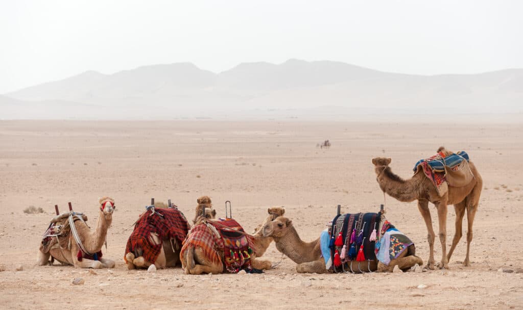 Cammelli con selle e coperte che riposano nel deserto