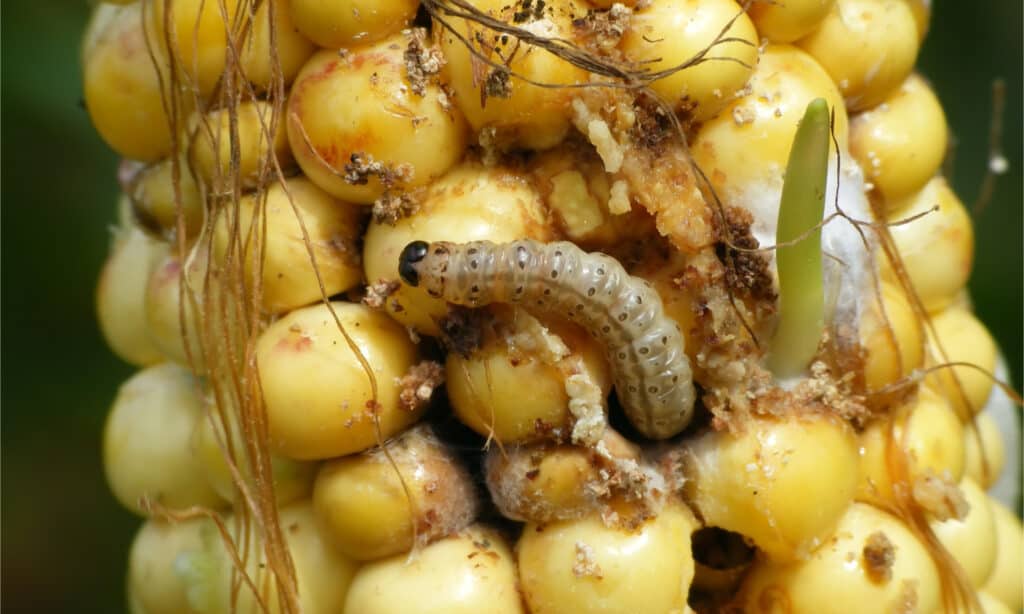 Bruco europeo della piralide del mais in una pannocchia di mais