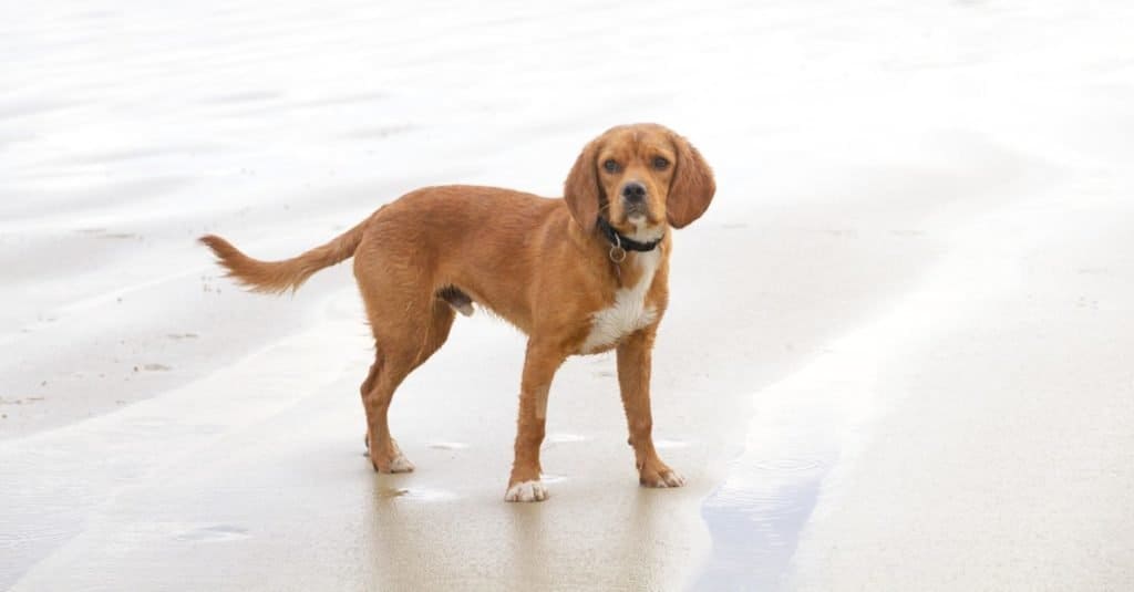 Un Beagle gioca sulla spiaggia (incrocio tra un Beagle e un King Charles Spaniel)