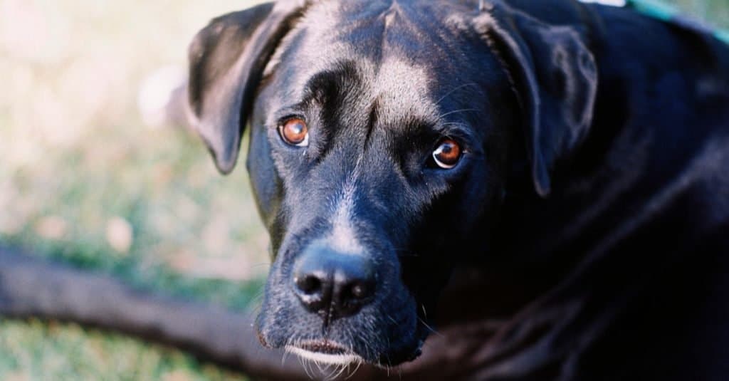 Un cane boxador nero con gli occhi marroni e una striscia bianca sul naso guarda direttamente nella telecamera