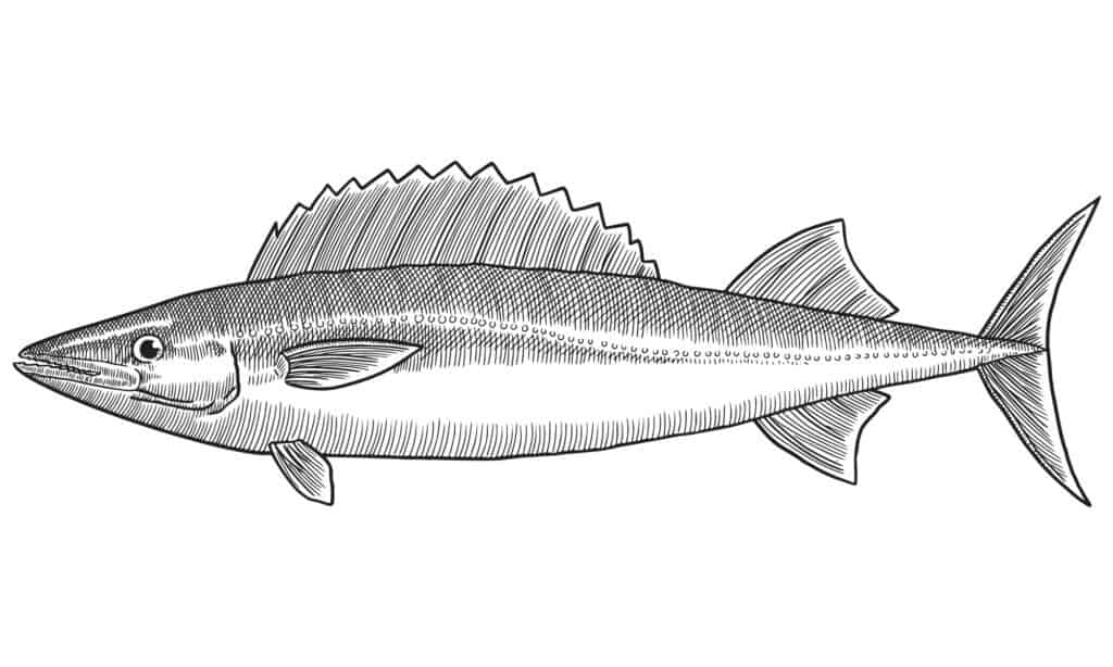 disegno del pesce della scuola