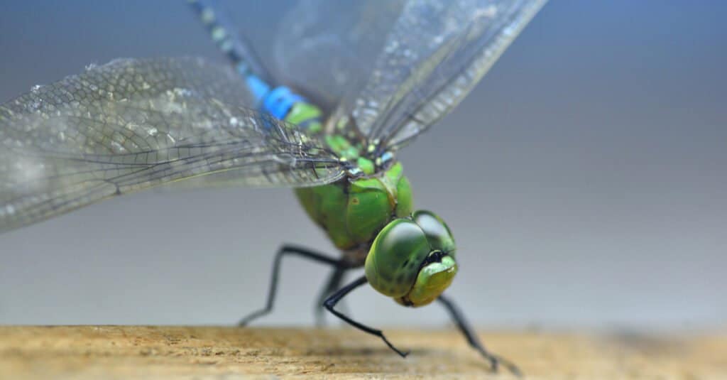 La più grande libellula è un darner verde comune