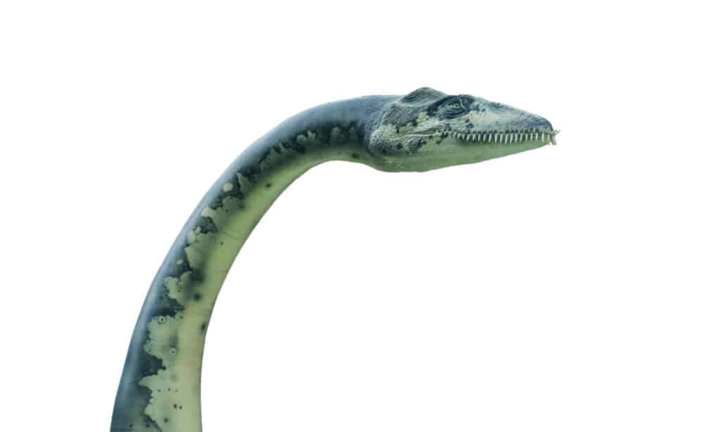 Ritratto di un plesiosauro isolato su sfondo bianco.  Plesiosaurus era un dinosauro nuotatore.  Conosciuto anche come Elasmosaurus.