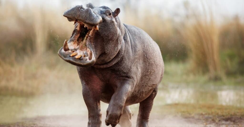L'animale più mortale del mondo: gli ippopotami