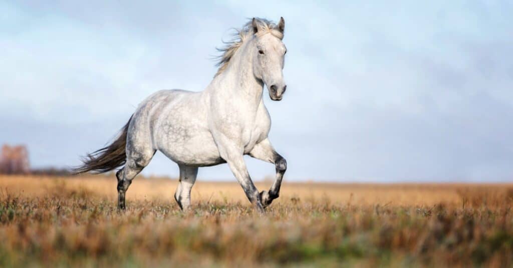 cavallo arabo bianco in corsa