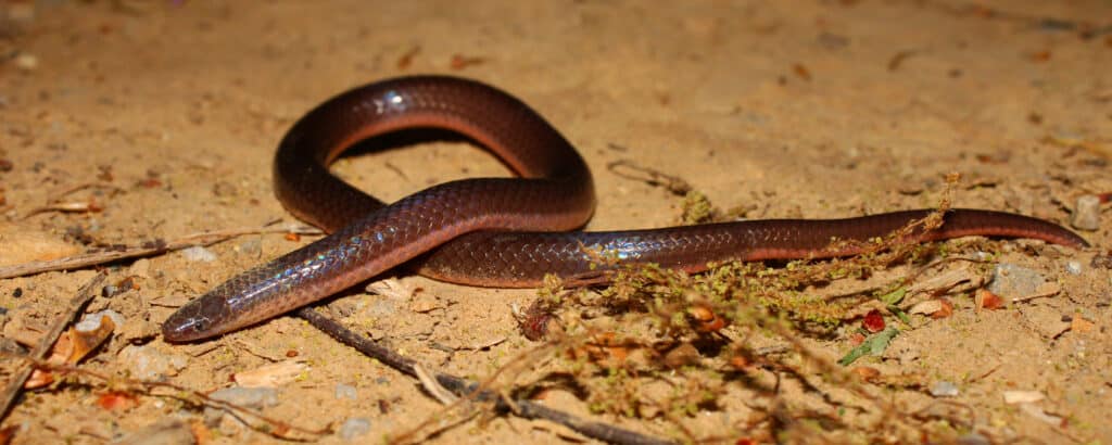 Un serpente verme orientale striscia sul terreno