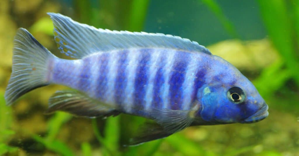 Tipi di pesce azzurro - Ciclidi blu