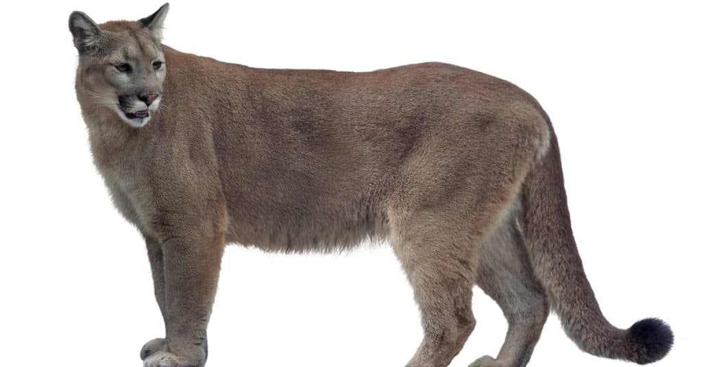 Pantera della Florida o puma isolata su sfondo bianco