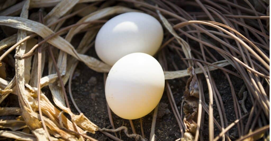 uova di pettirosso
