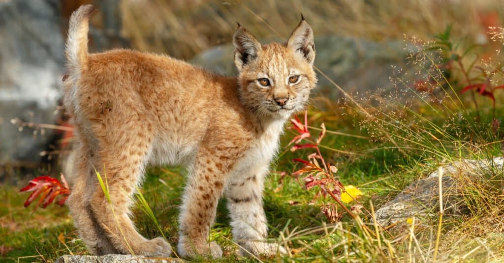 ritratto di lince bambino