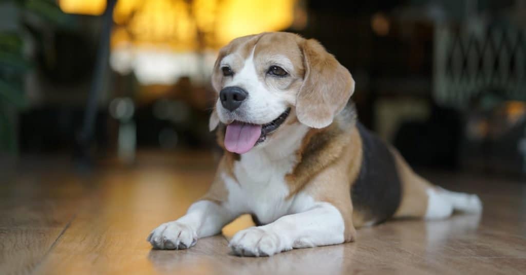 Pocket Beagle sdraiato sul pavimento in salotto.