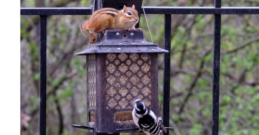 Mangiatoia per scoiattoli intrappolati