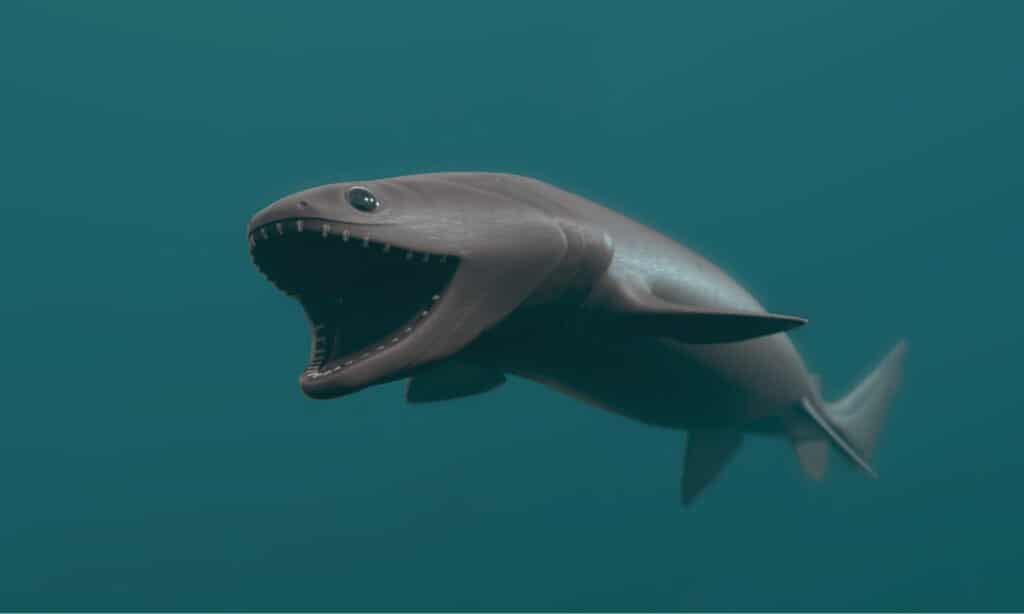 Immagine 3D rappresentata dello squalo Frilled.