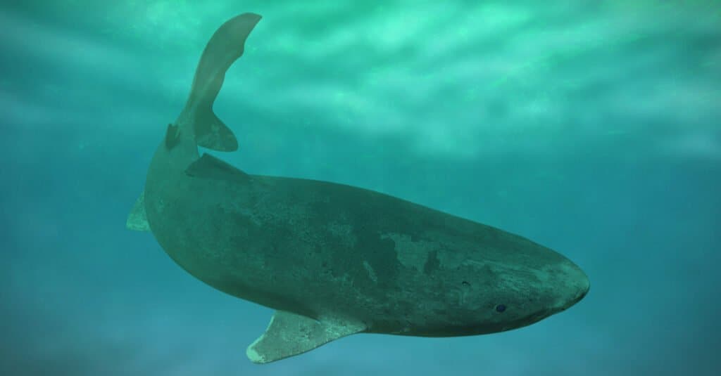 Lo squalo della Groenlandia più antico del mondo