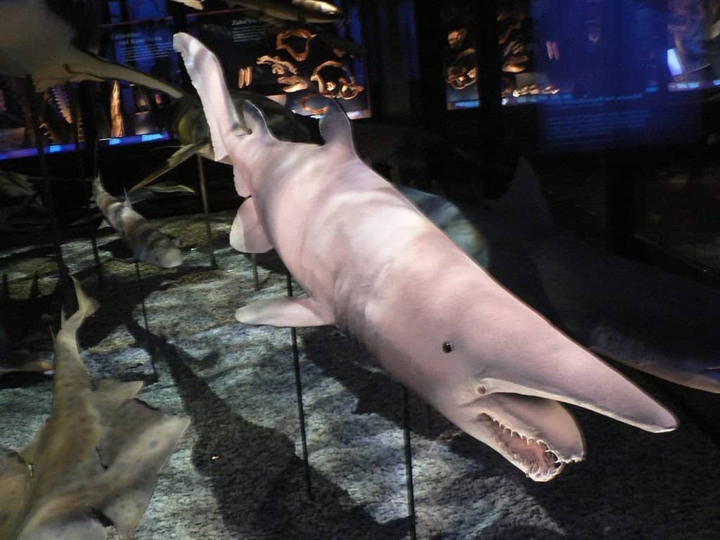 Denti di squalo goblin preistorici sono stati trovati nel New Jersey