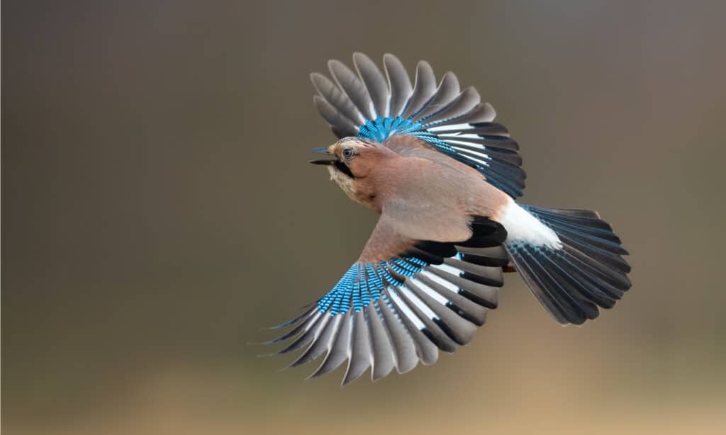 Una ghiandaia eurasiatica che vola con le ali spiegate.  Il corpo è caratterizzato da piume bruno-rossastre con macchie blu brillante e macchie nere lungo le ali.