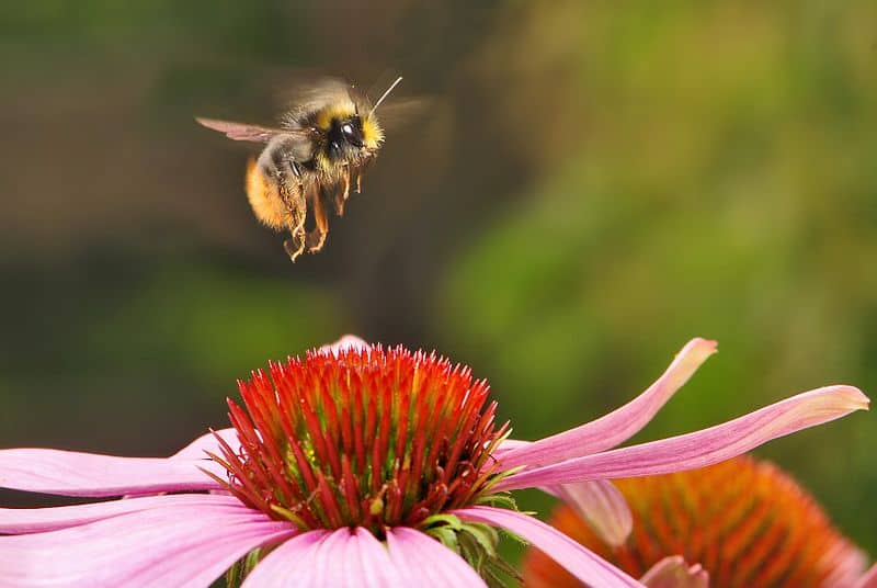 Quante zampe hanno le api?  7 fatti interessanti sull'anatomia delle api