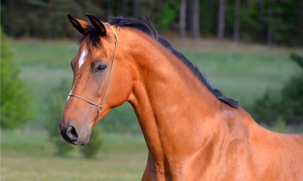 Bay Akhal Teke cavallo in piedi nel campo in show halter.