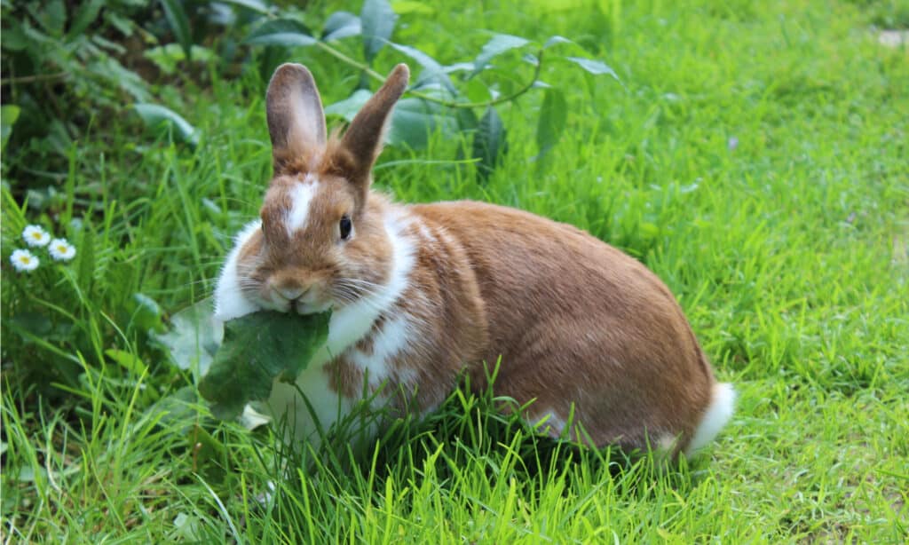 Tieni i conigli fuori dal tuo giardino