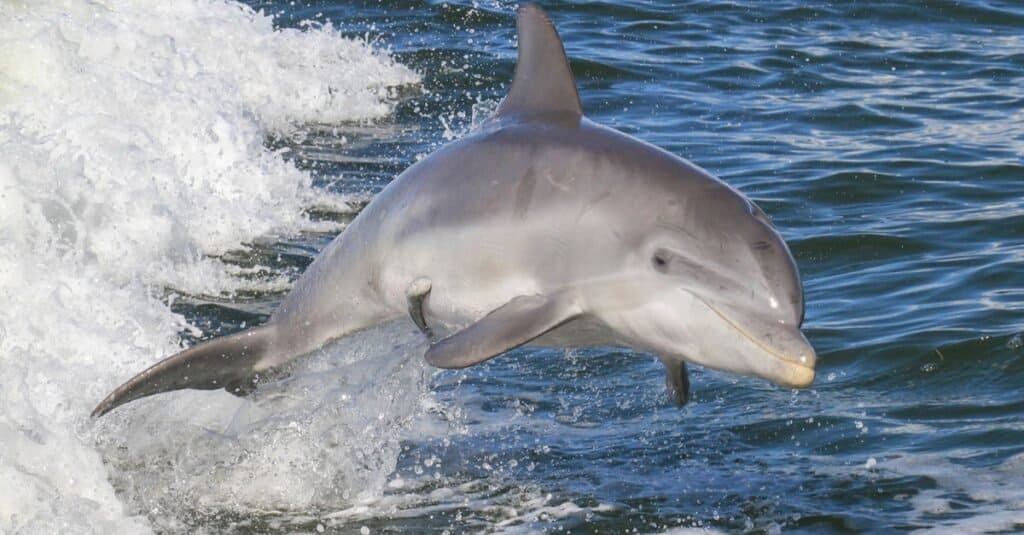Animali che usano Sonar-delfino