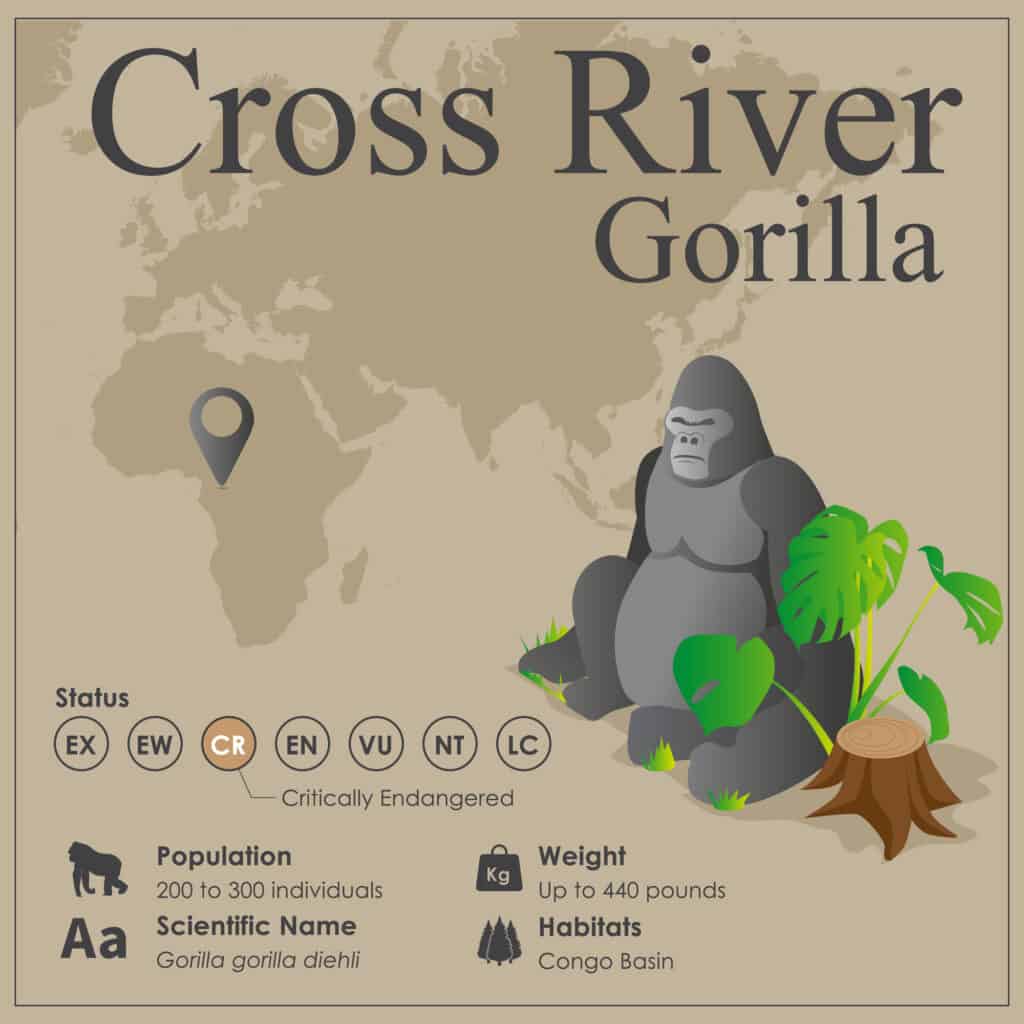 Infografica sui gorilla del fiume Cross 