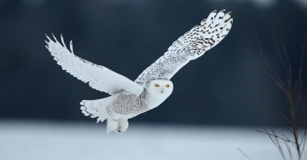 gufo delle nevi in ​​volo sopra la neve.  Il gufo è al centro con le ali spiegate.  È permanentemente bianco con accenti marroni e occhi arancioni. 