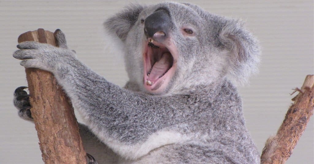Denti del koala - Koala che sbadiglia