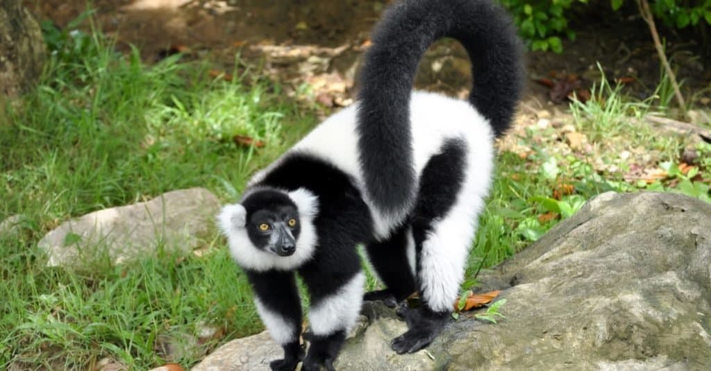 Animali più soffici: Lemure dal collare