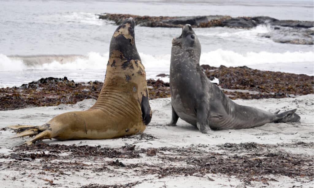Isola dei leoni marini - Falkland