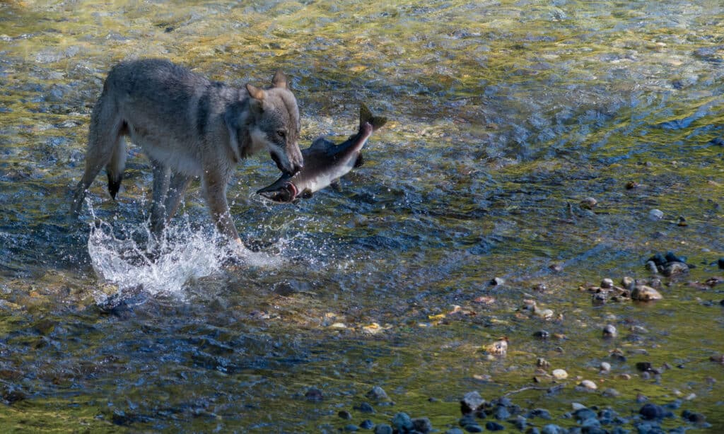 Lupo che mangia pesce