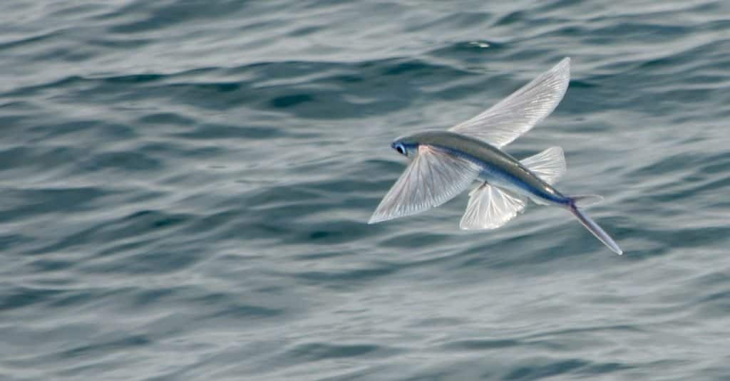 Pesci volanti che sorvolano l'oceano.