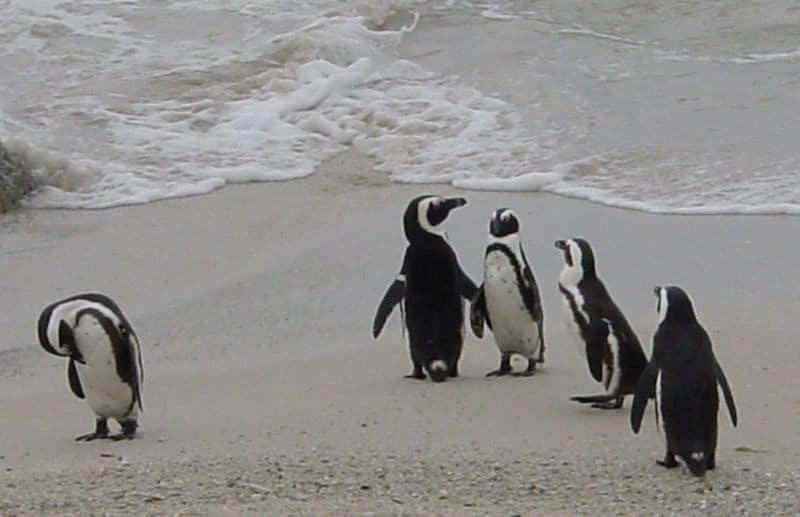 Cinque pinguini africani, quattro a destra nell'inquadratura e uno a sinistra in piedi nella sabbia vicino a uno specchio d'acqua con alcune onde dolci.  Il pinguino a sinistra ha la testa penzoloni.  Gli altri quattro pinguini sembrano ondeggiare verso l'acqua, che è grigia.
