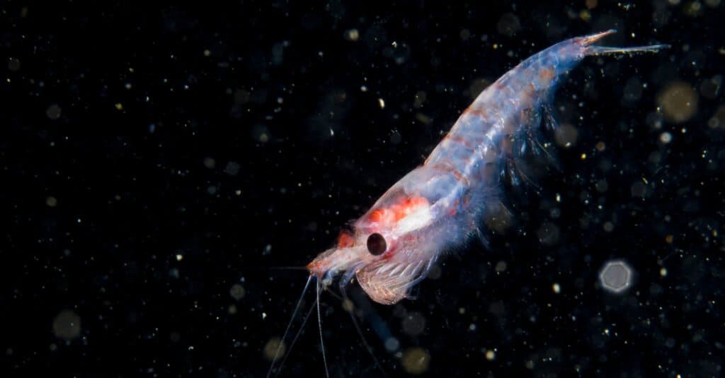Cosa mangiano i krill - krill al buio