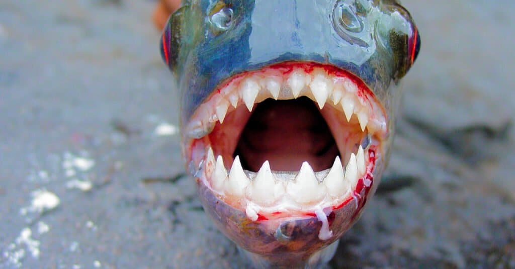Cosa mangiano i piranha - Primo piano dei denti dei piraanha