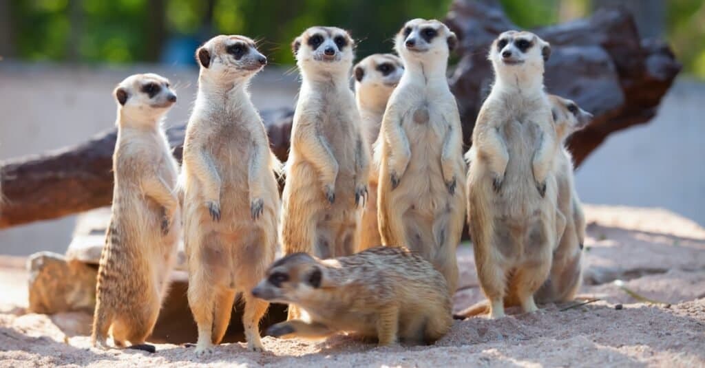 Adattamenti degli animali più folli: suricato