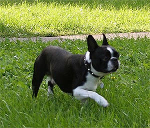 Un Boston Terrier di 1,5 anni.