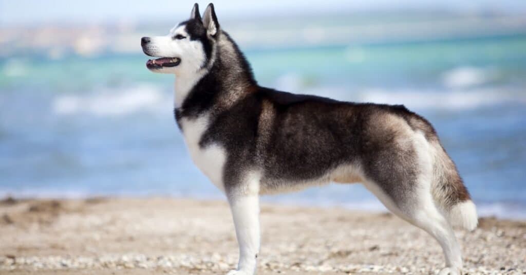 Husky siberiano che gioca su una spiaggia.