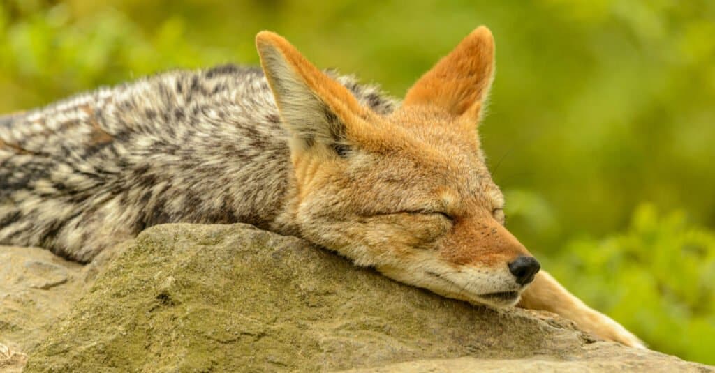 Come e dove dormono i coyote - Coyote che riposa