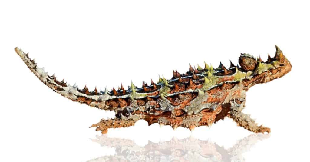 Rettile del diavolo spinoso (Moloch horridus) isolato su sfondo bianco