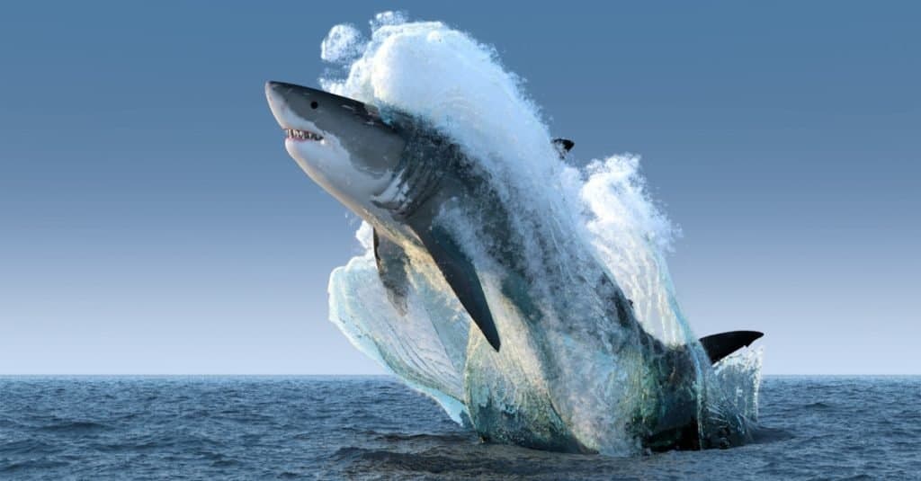 Il pesce più grande del mondo: il grande squalo bianco