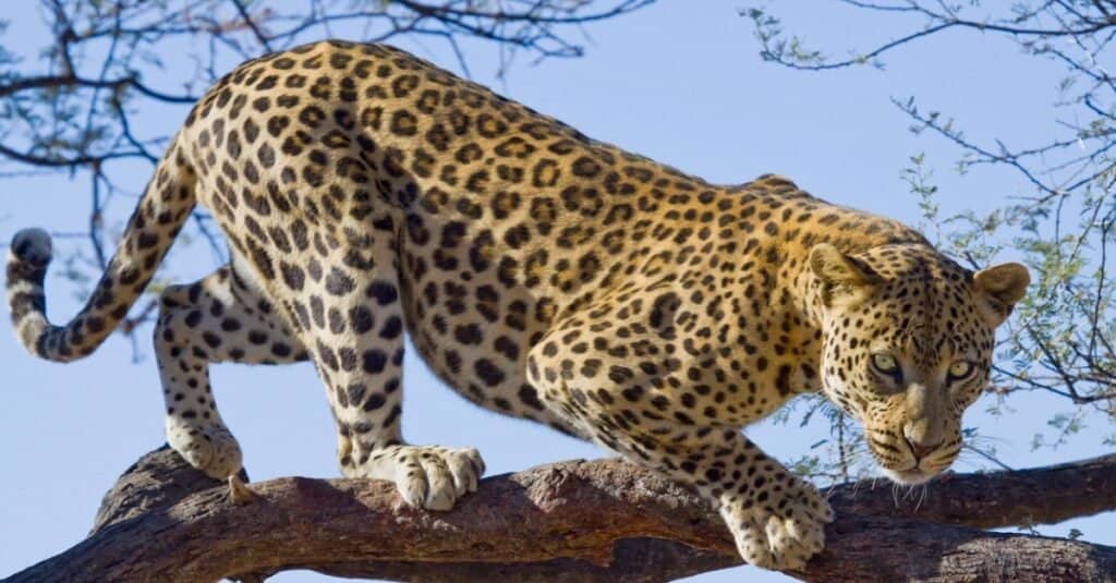 Tipi di gatti Jaguar - leopardo