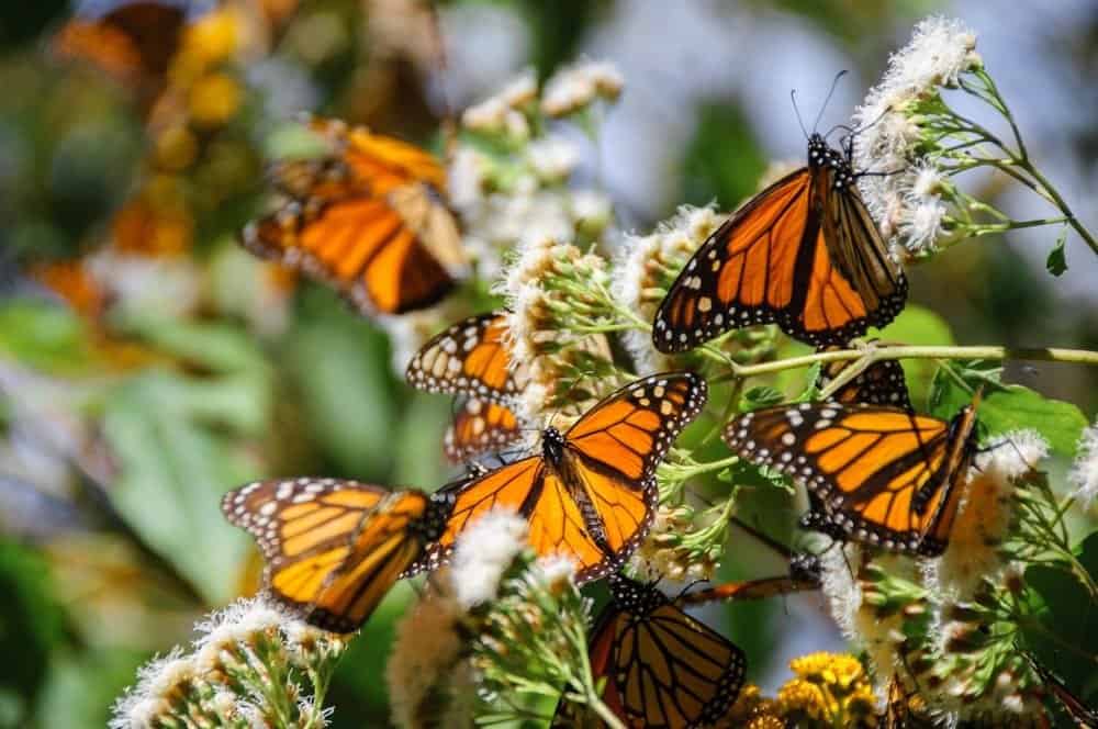 Riserva della Biosfera delle farfalle monarca, Michoacan, Messico