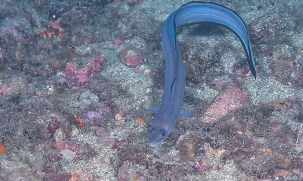 Grongo europeo (Conger conger) a Granada, Spagna.  Gli adulti possono raggiungere una lunghezza media di 5 piedi.